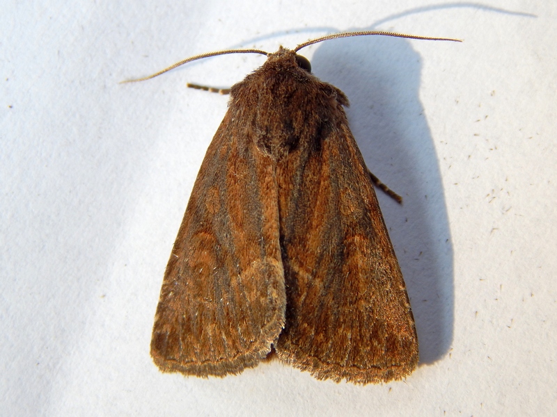 Noctuidae da ID - Thalpophila matura